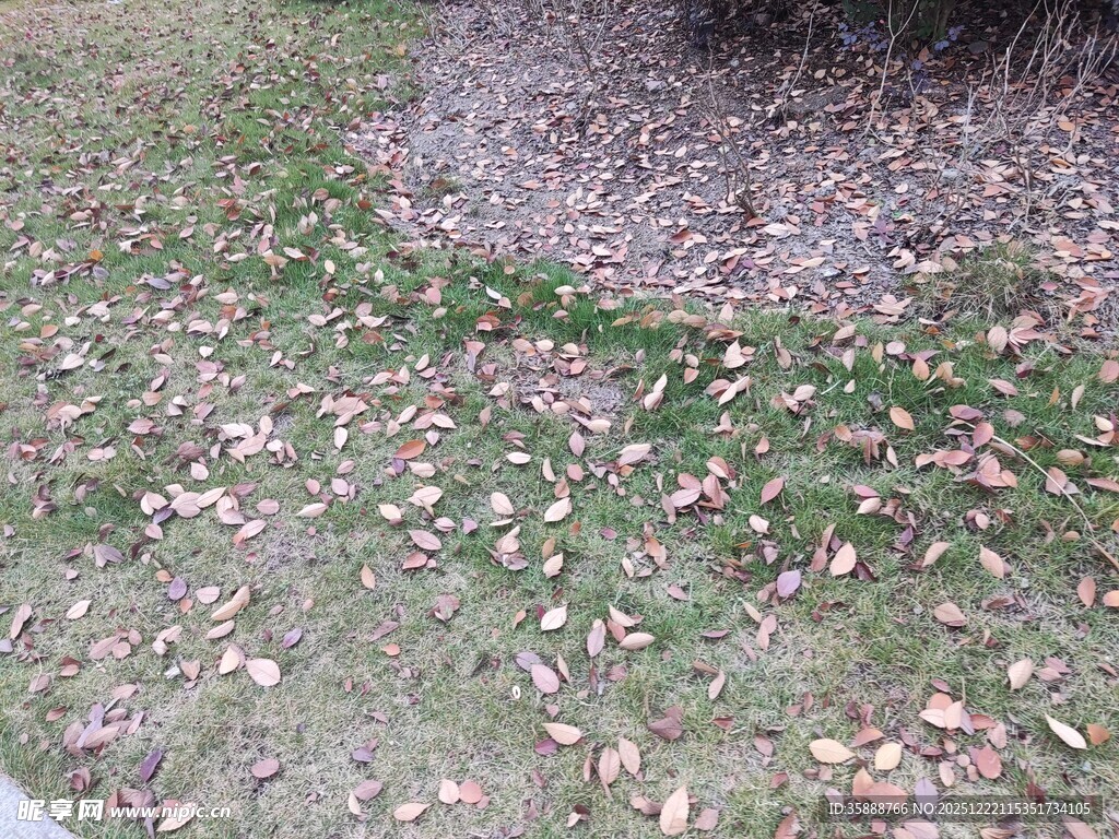 地面散落枯叶的自然景象