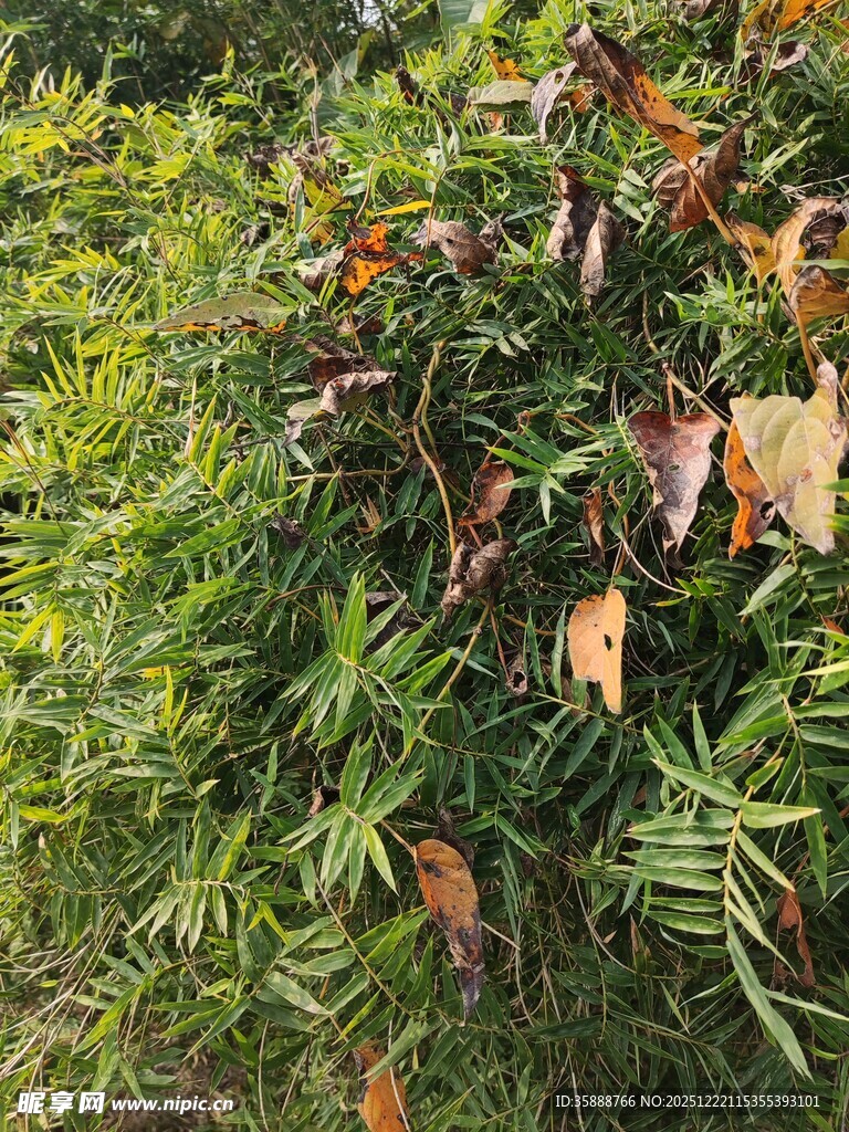 绿叶间的多彩叶片