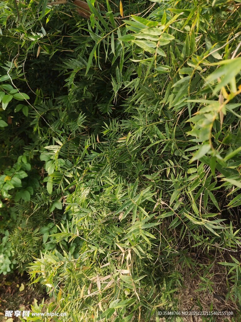 茂密绿色植物景观