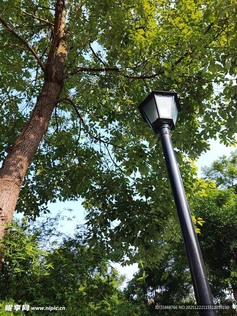 林间路灯伴绿树蓝天
