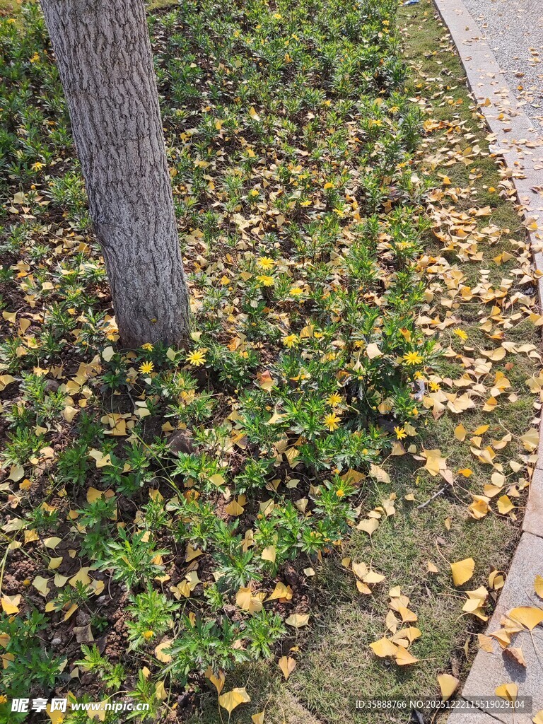 树下落叶与绿植景象