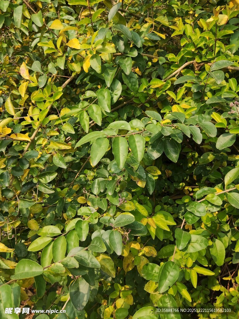 茂密翠绿的植物叶片