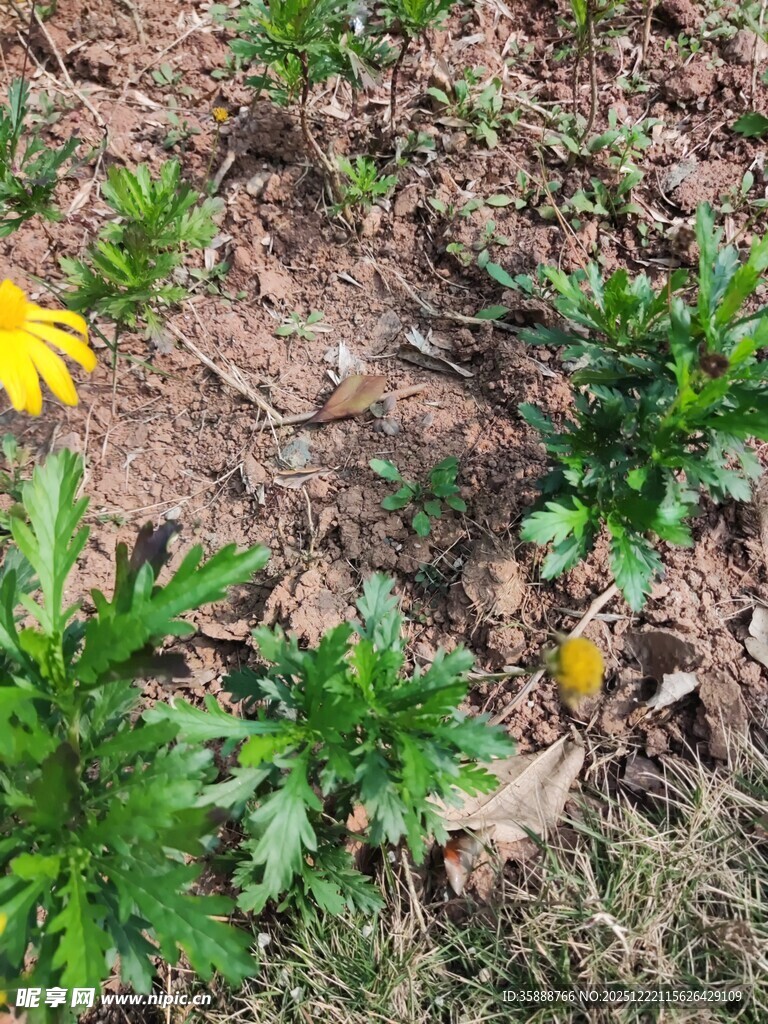地面上的黄色小花与绿植