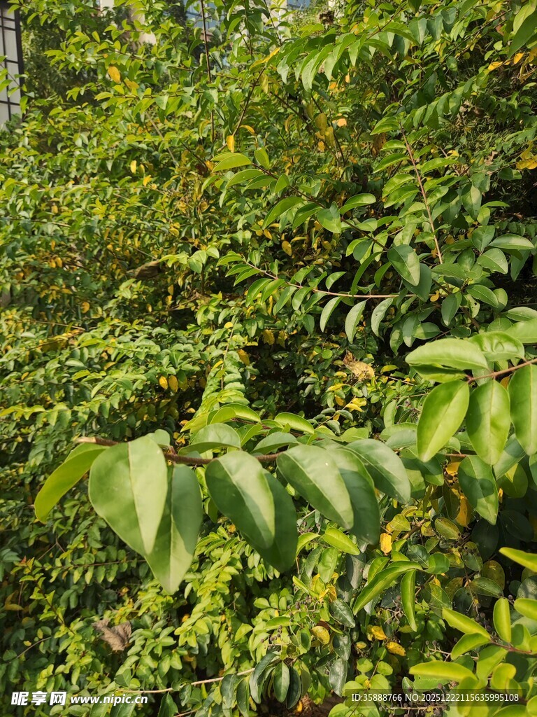 茂密丛林中的翠绿植物