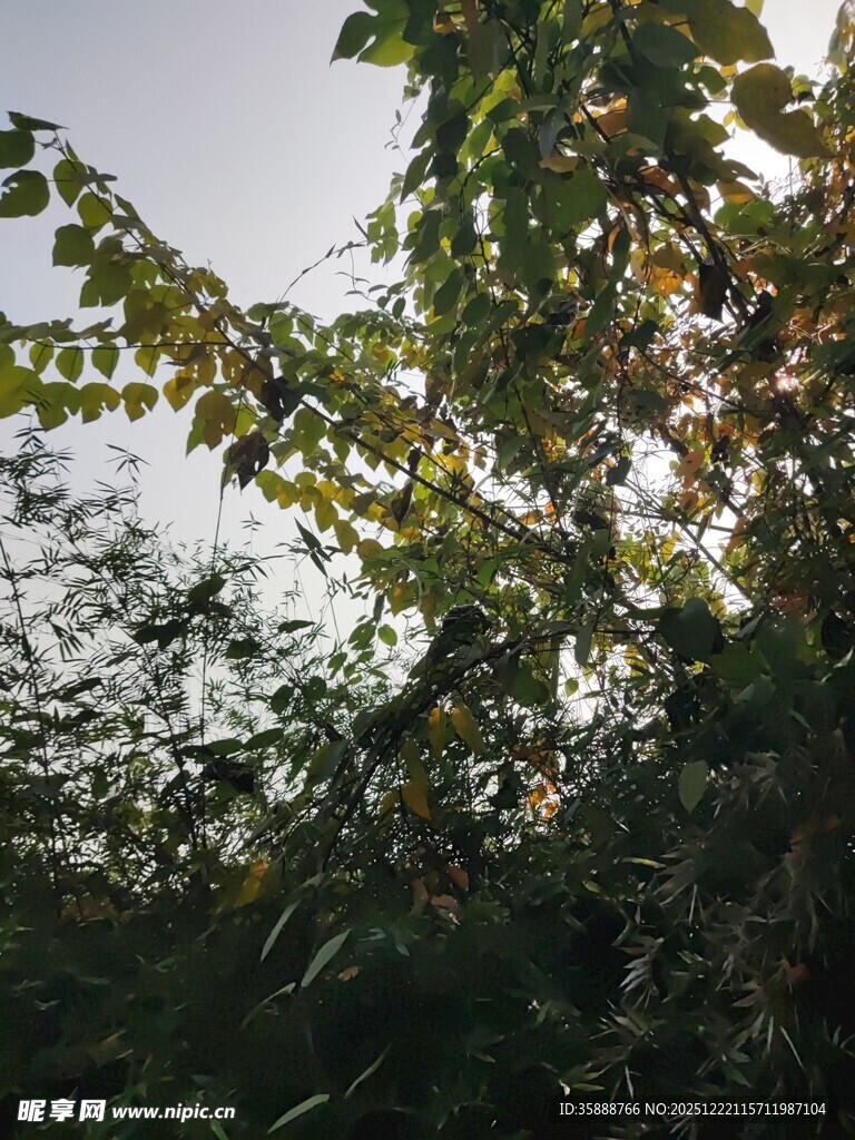 阳光下的繁茂树叶