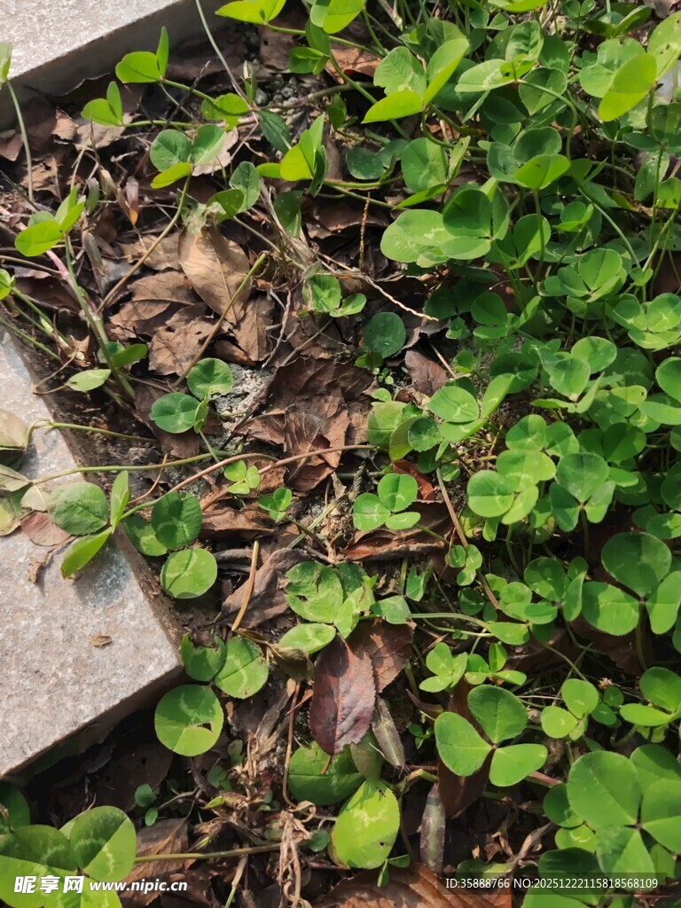 墙角生长的翠绿三叶草