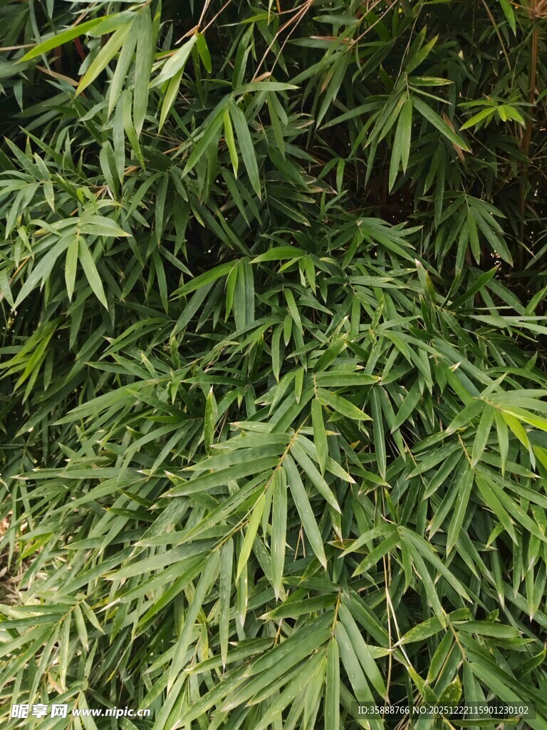 翠绿繁茂的羽状叶片植物