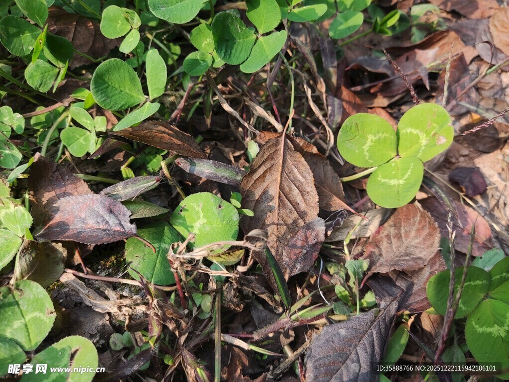 地面上的多样植物叶片