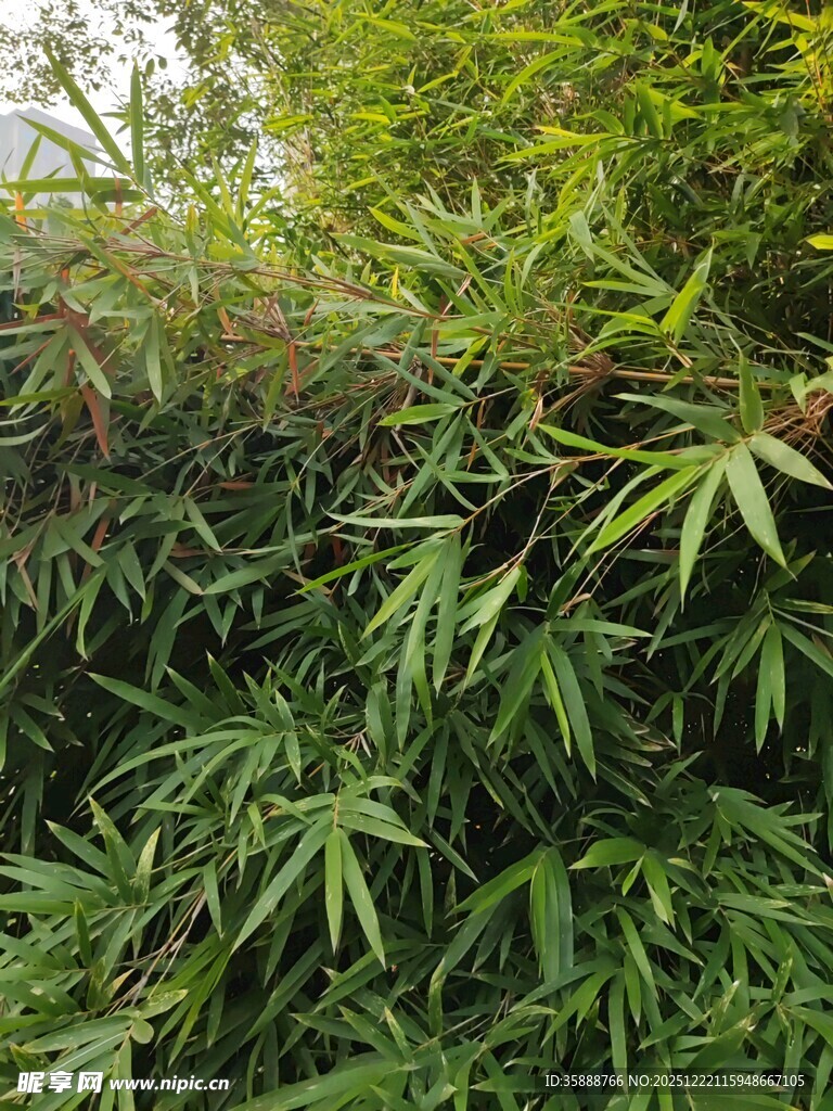 翠绿竹林景观