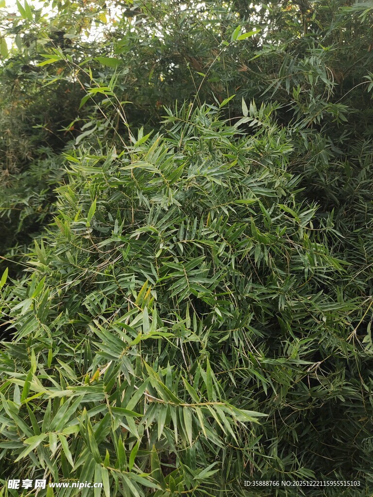 茂密翠绿的竹林景观