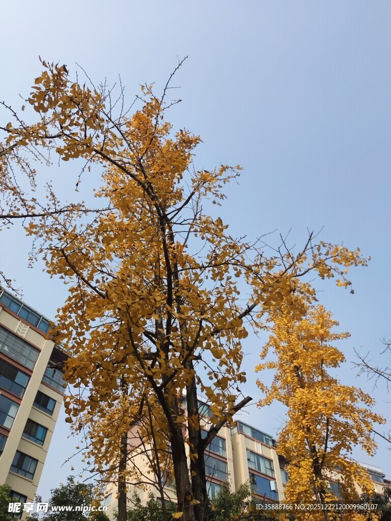 秋日银杏与楼宇美景