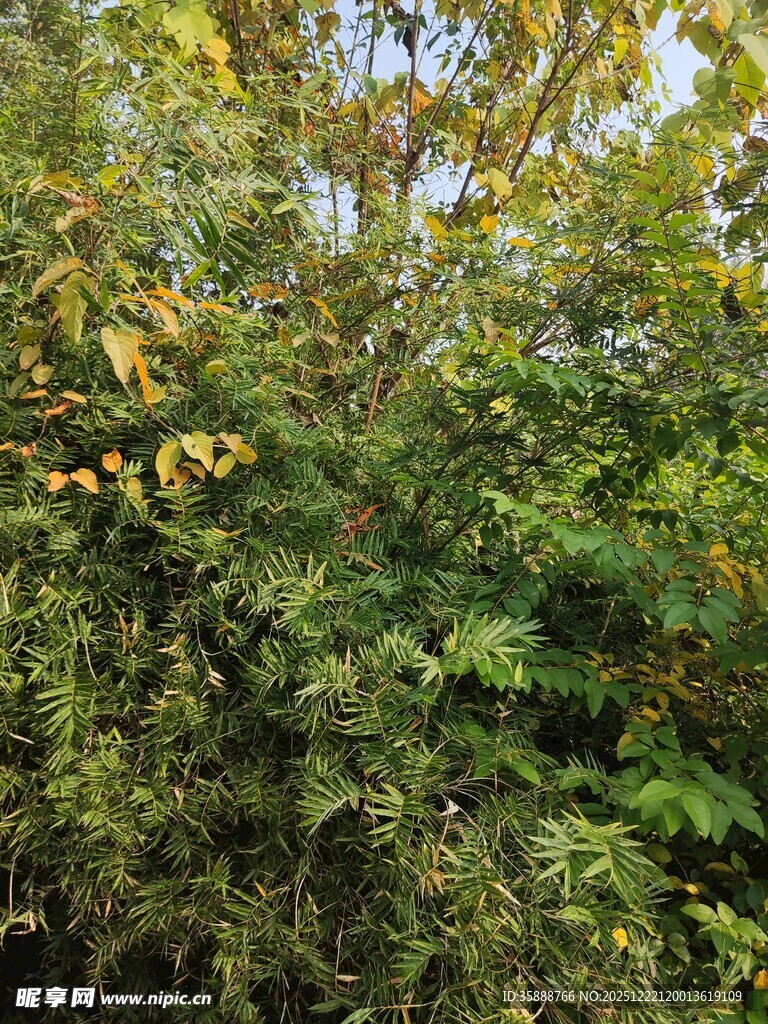 秋日繁茂绿树景观