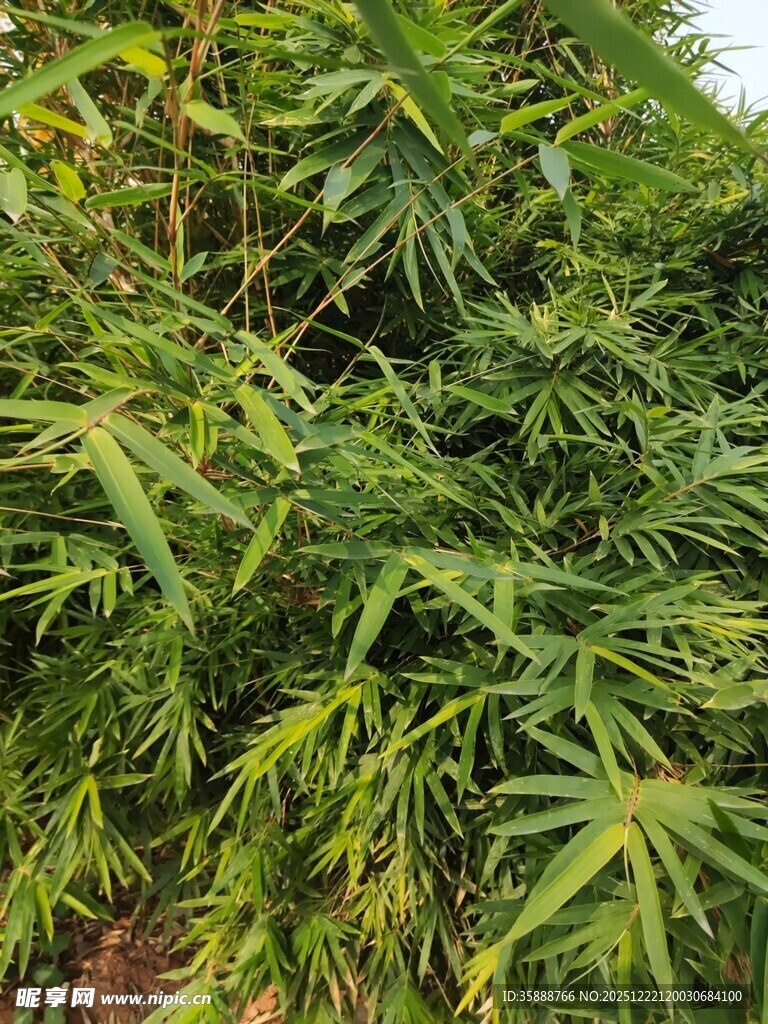 翠绿竹叶繁茂景象