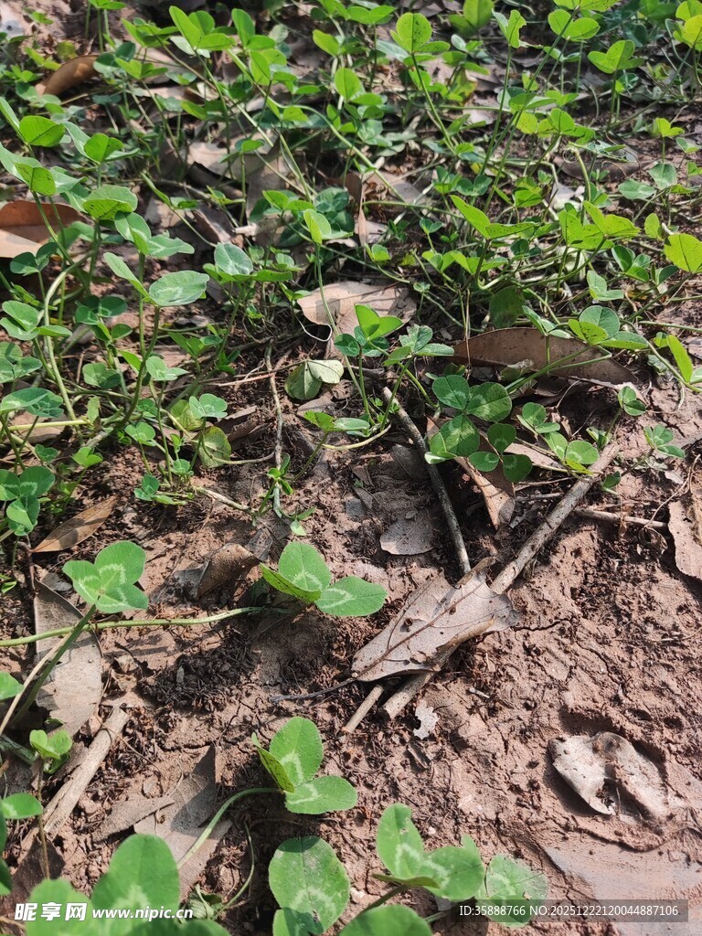 地面上的绿植与枯叶