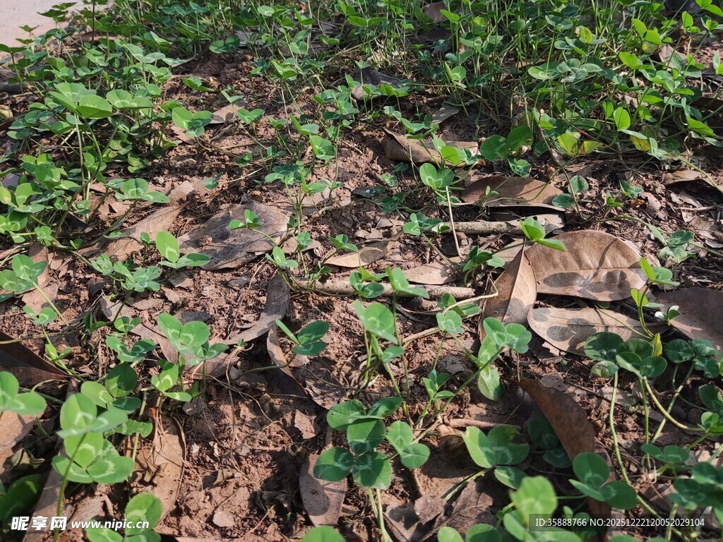 地面上的嫩绿植物与枯叶
