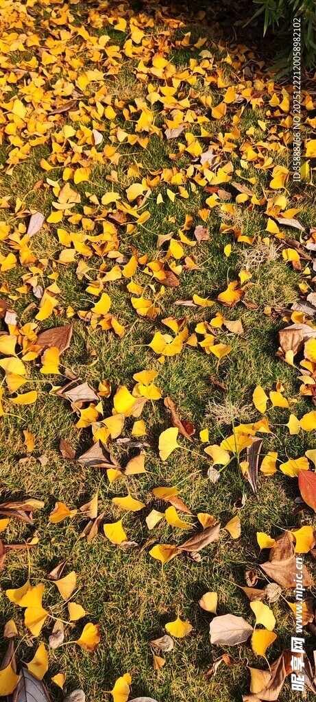 秋日落叶铺满草地