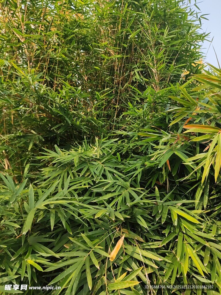 茂密翠绿的竹林景观
