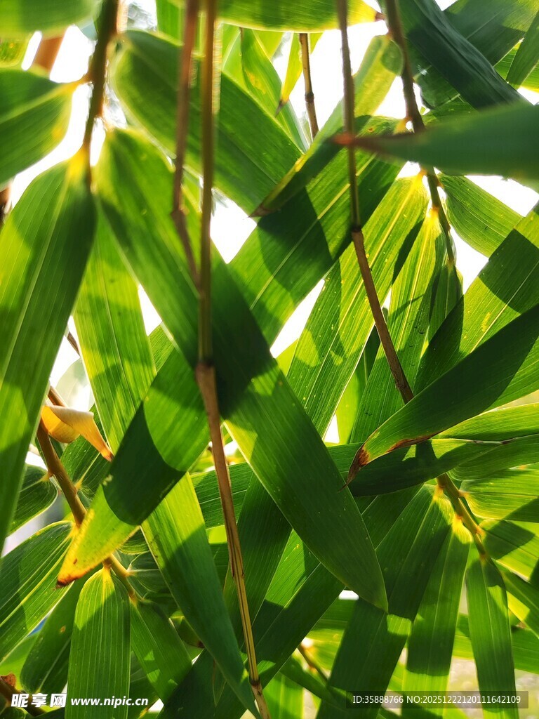 翠绿竹叶尽显自然清新