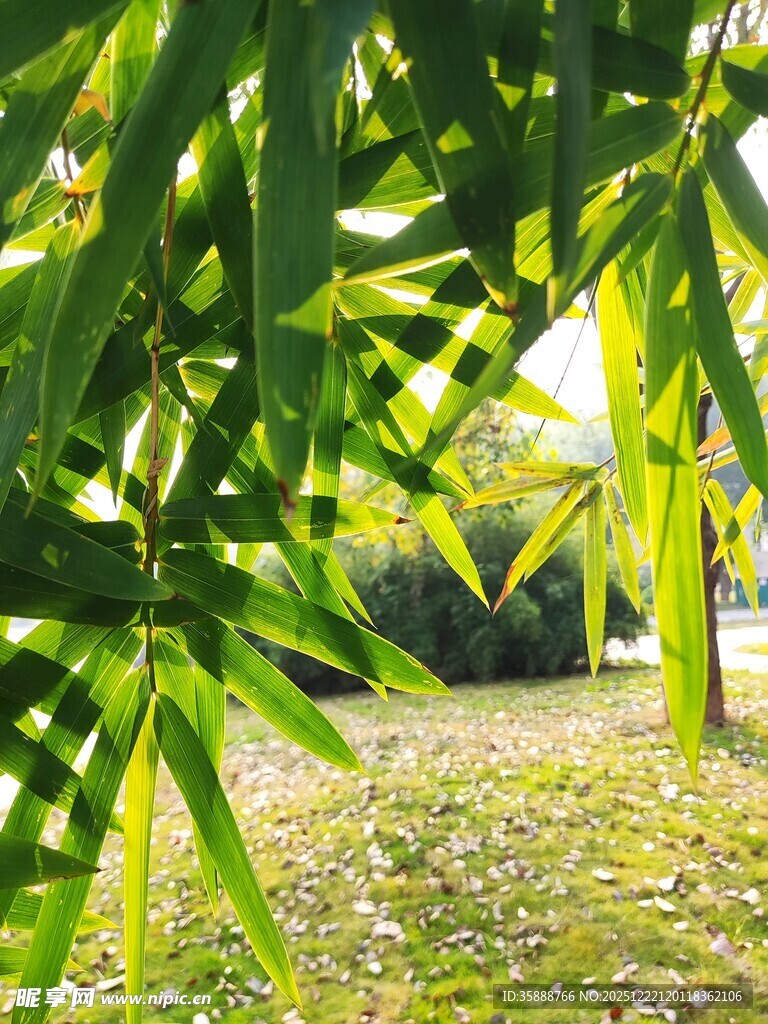 阳光下的翠绿竹叶