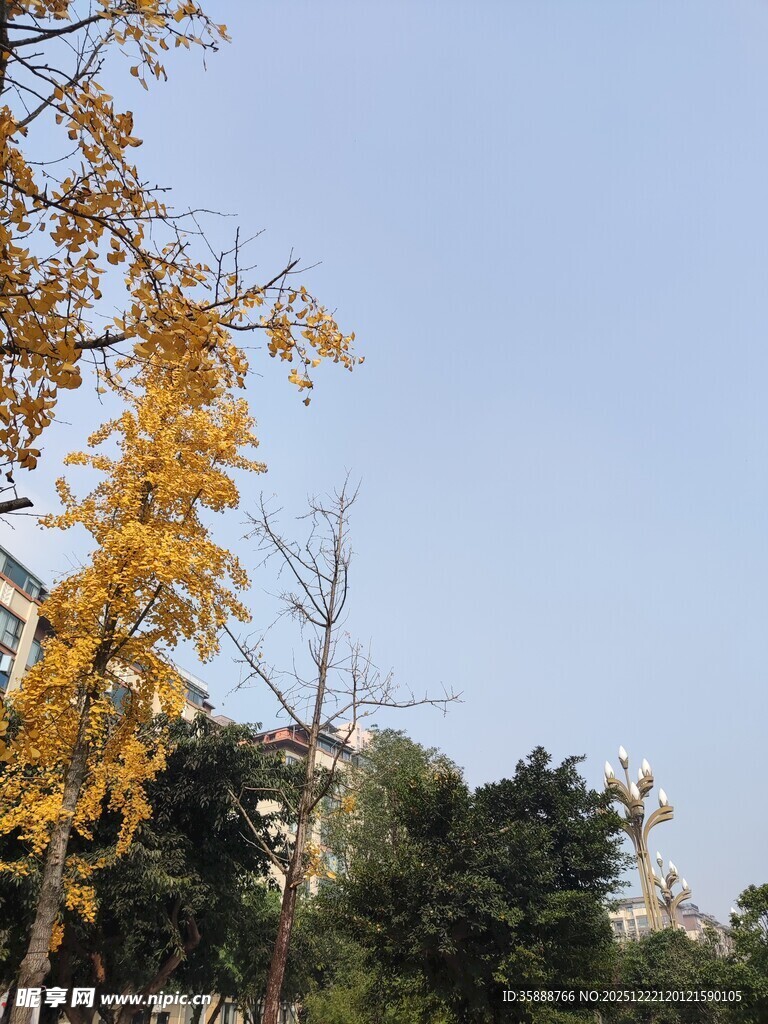 秋日银杏树枝映蓝天