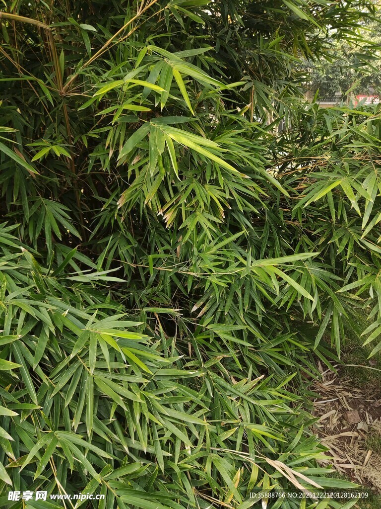 翠绿繁茂的丛生竹子