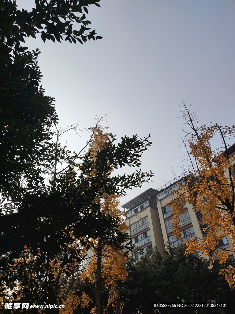 秋日树梢间的建筑景致