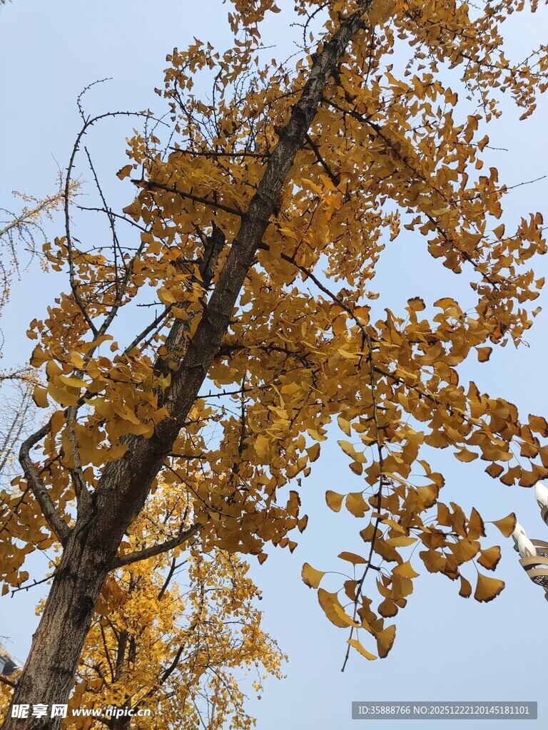 秋日银杏树枝叶金黄