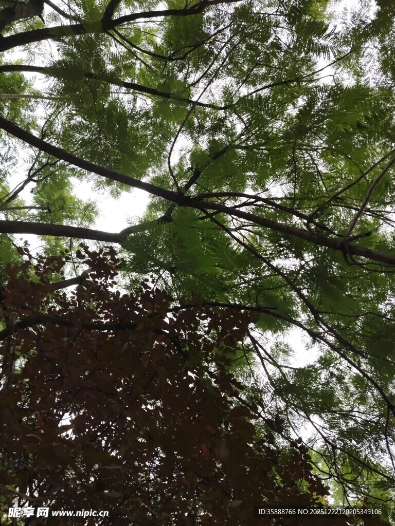 透过枝叶看天空