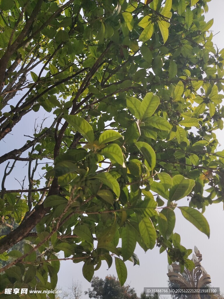 绿叶繁茂的树枝景象