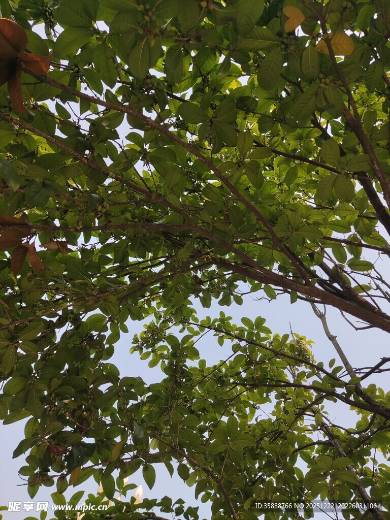 枝叶繁茂的绿树景观