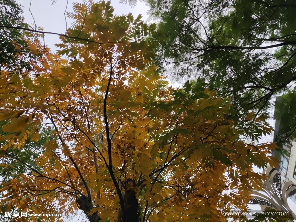 秋日金黄树叶的树木景观