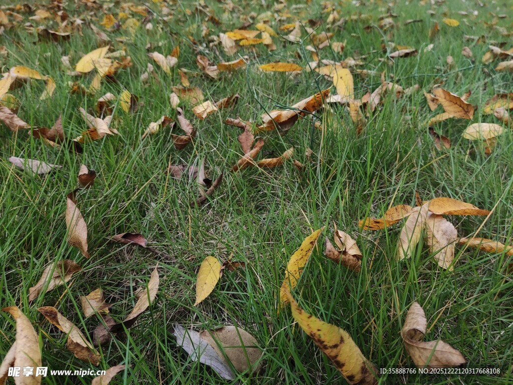 草地上散落的斑斓秋叶