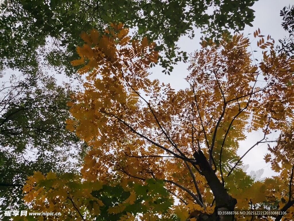 秋日树梢斑斓树叶景致