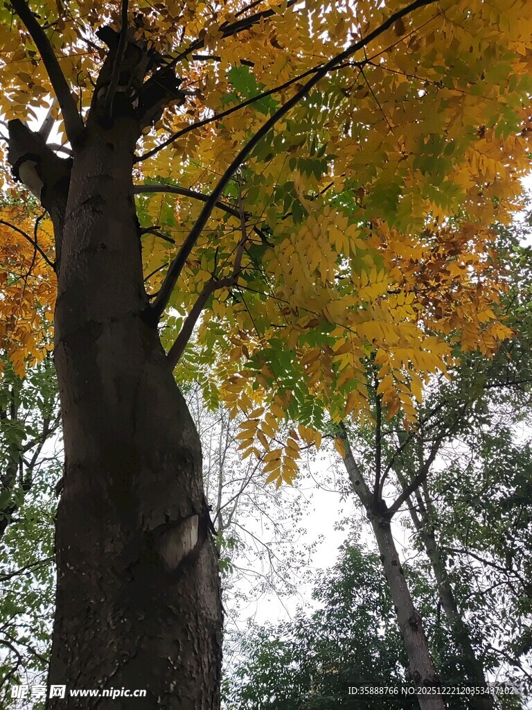秋日挺拔大树与斑斓树叶