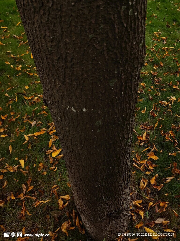 树下落叶与树干的景致