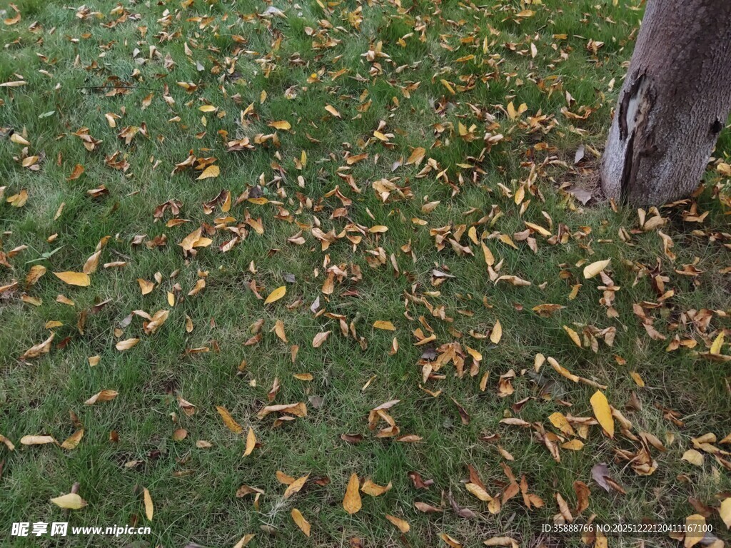 树下落叶铺就秋日景致