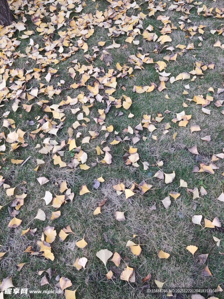 地面散落的金黄银杏叶