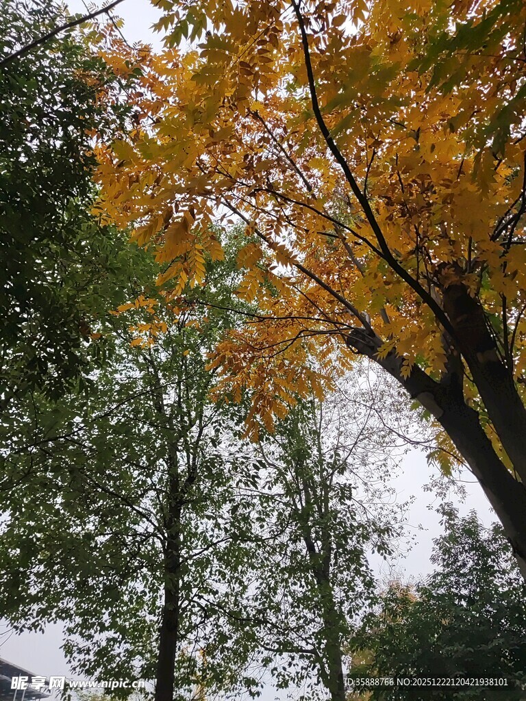 秋日金黄树叶的树木景观