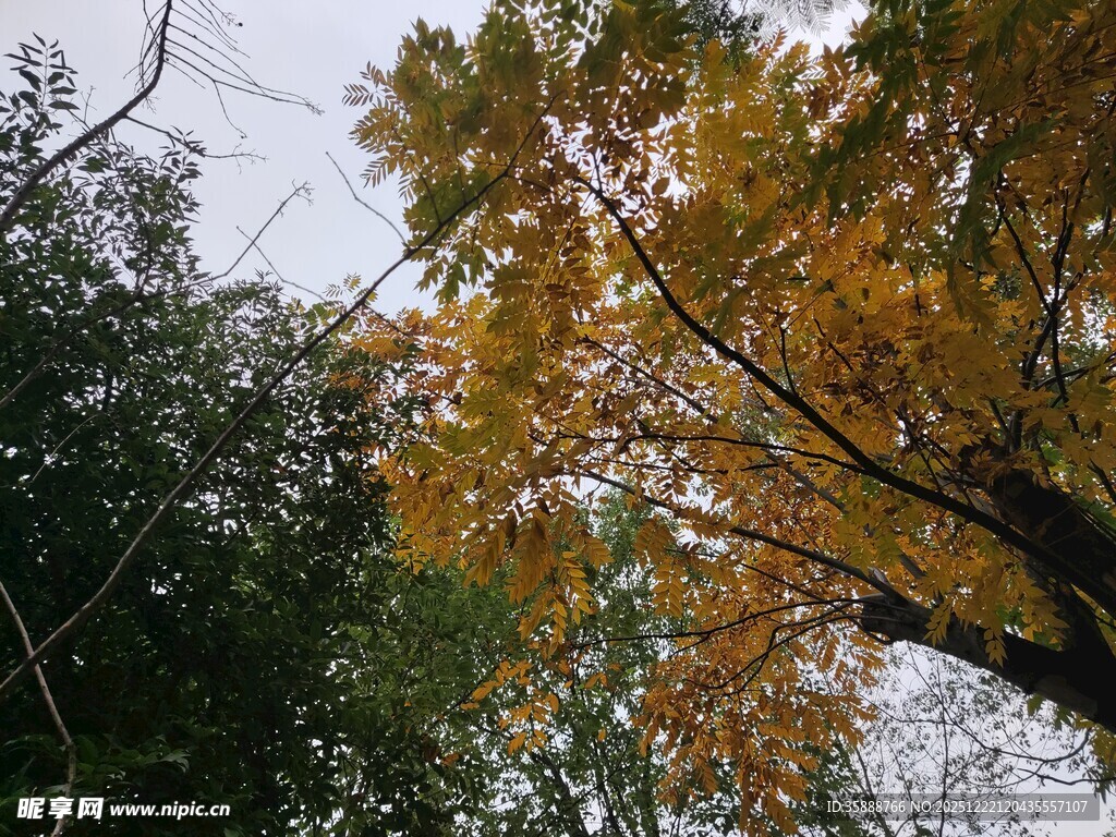 秋日树梢金黄树叶景致