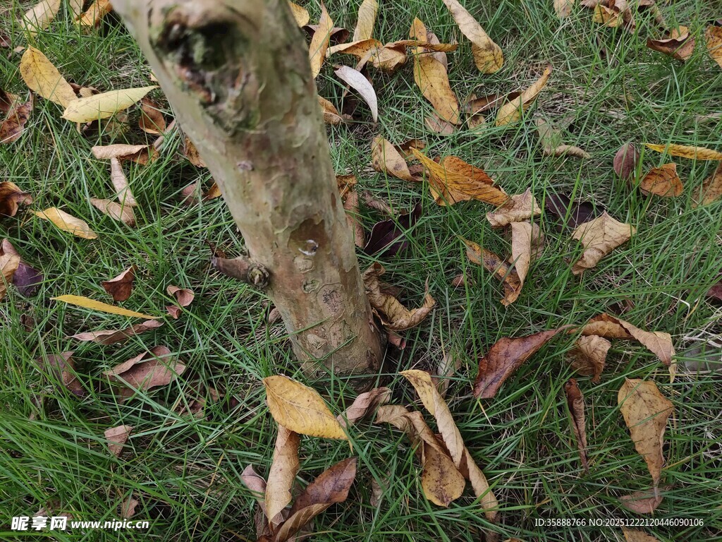 树干旁的落叶景象
