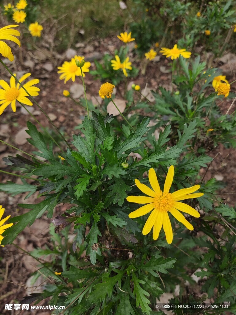 黄色小花绽放于草地