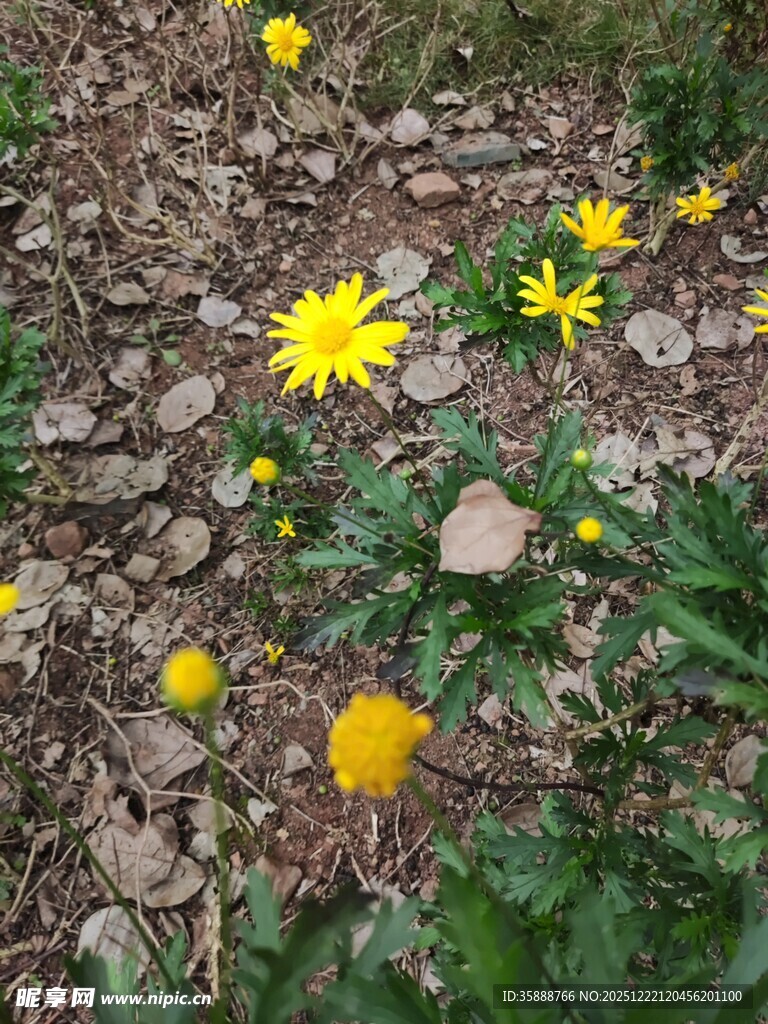 碎石间绽放的黄色小花