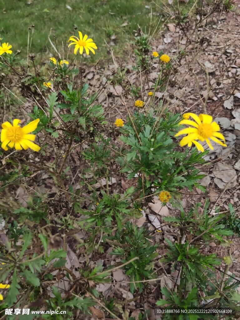 黄色小花绽放于草地