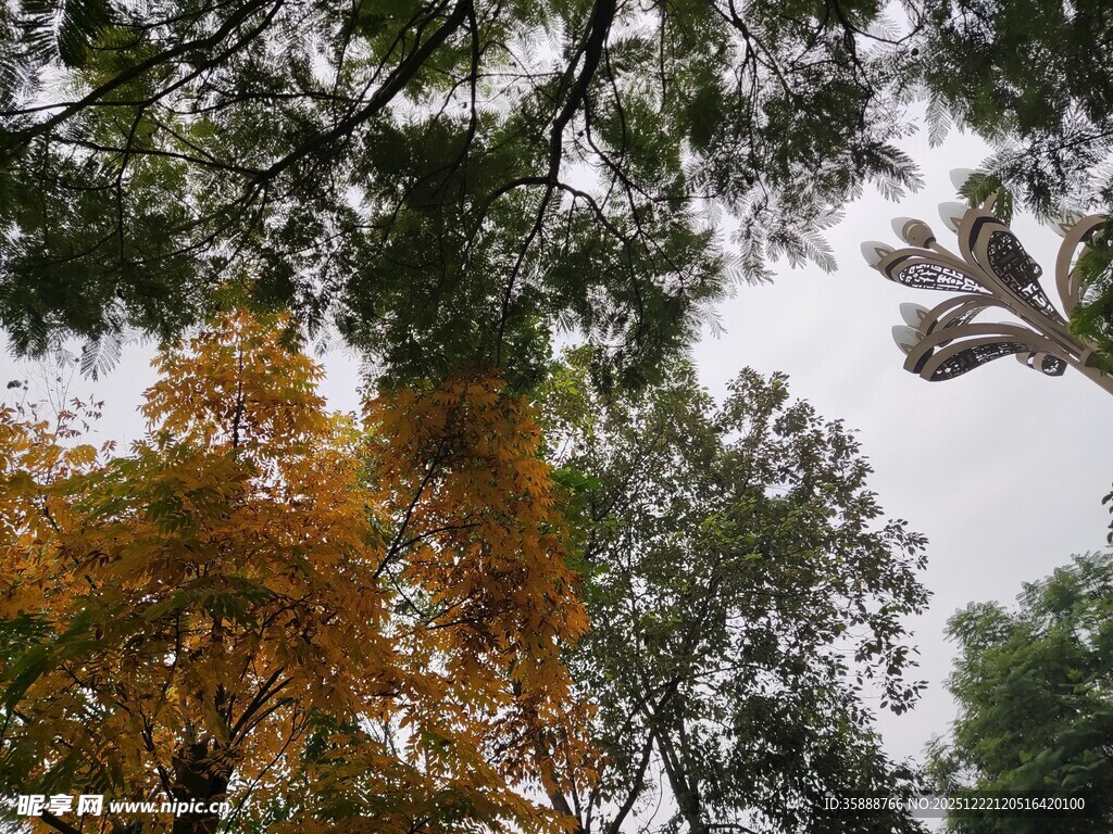 秋日林间树梢景致