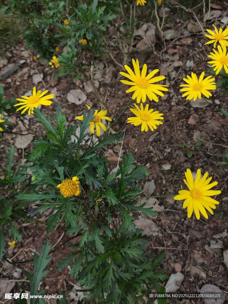 地上绽放的黄色小花