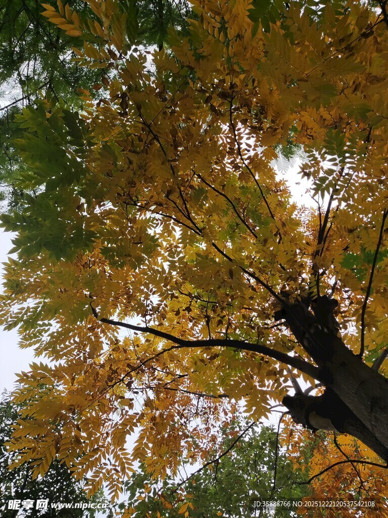 仰视秋日斑斓树冠