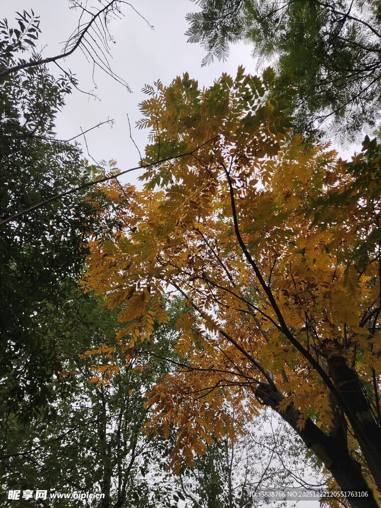 秋日林间斑斓树木