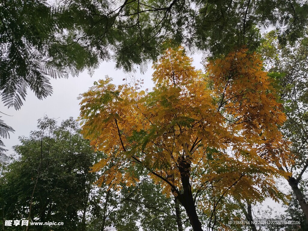 秋日金黄树叶的树木景观