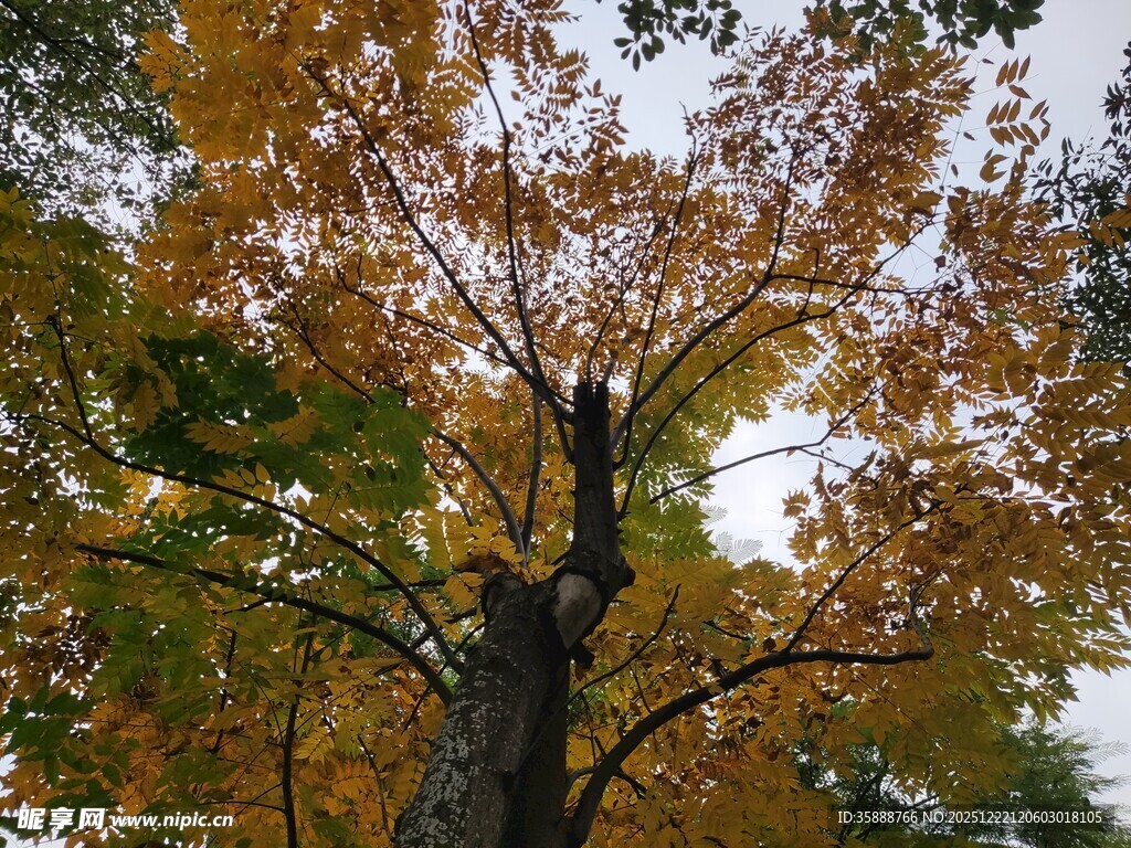 秋日金黄树叶的高大树木