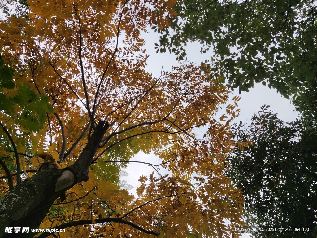 秋日仰拍斑斓树冠